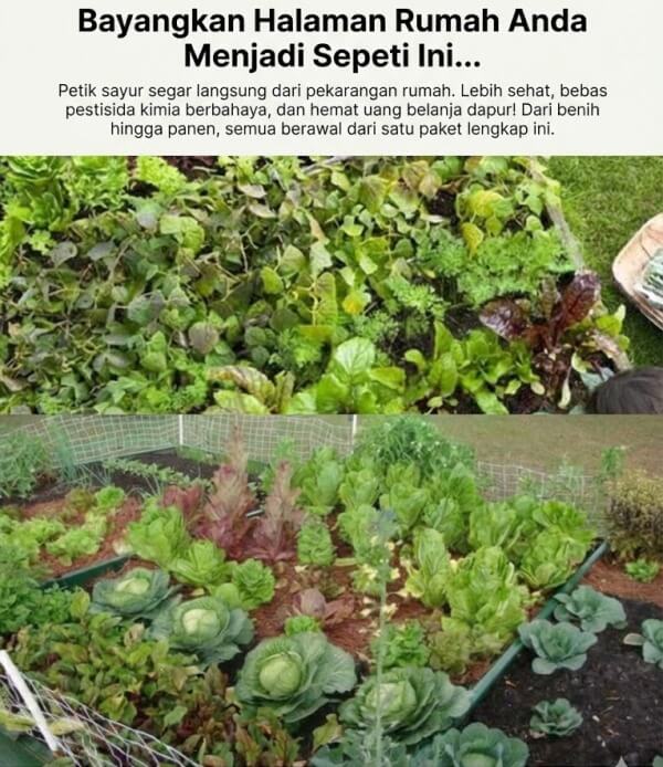 Testimoni