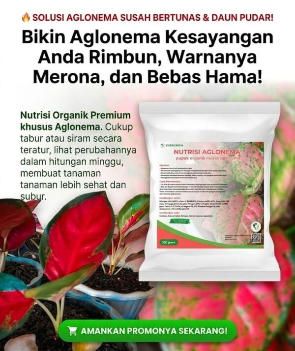 Hero Aglonema
