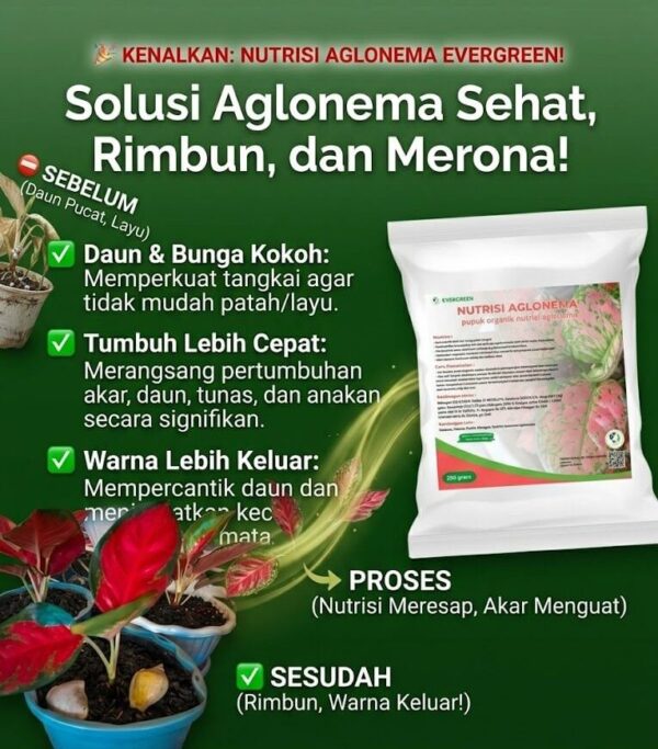 Produk Pupuk Aglonema