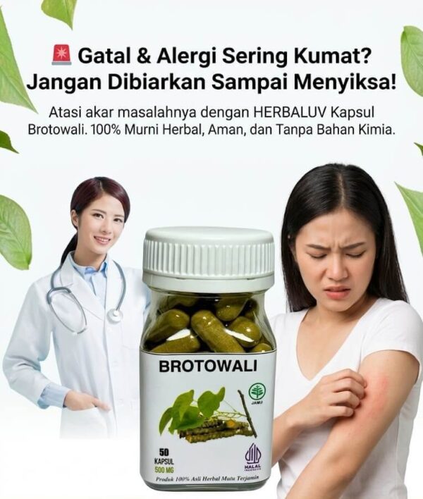 Kapsul Brotowali Hero
