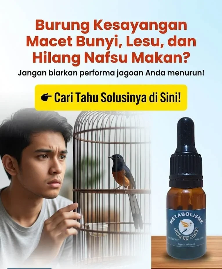 Metabolisme Juragan Kicau Hero